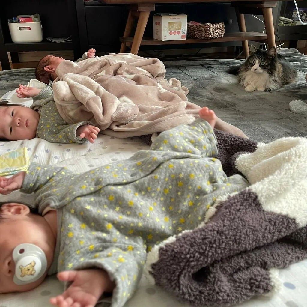 布団やバウンサーで過ごす三つ子の間にいる猫たち