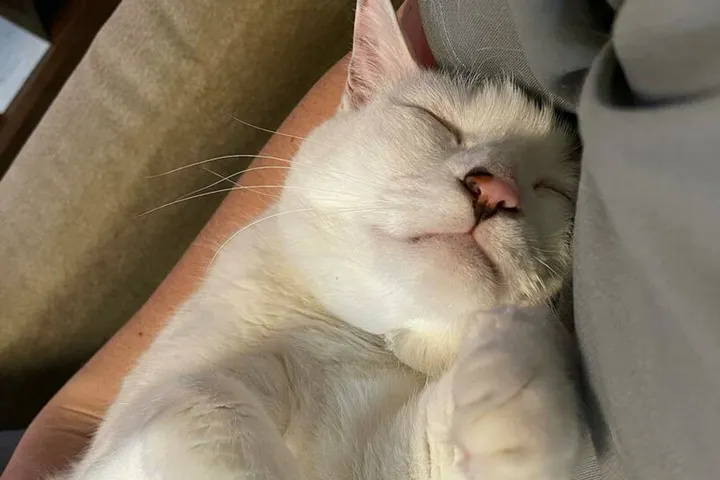 三つ子が寝たあとに甘える猫のだいごろう