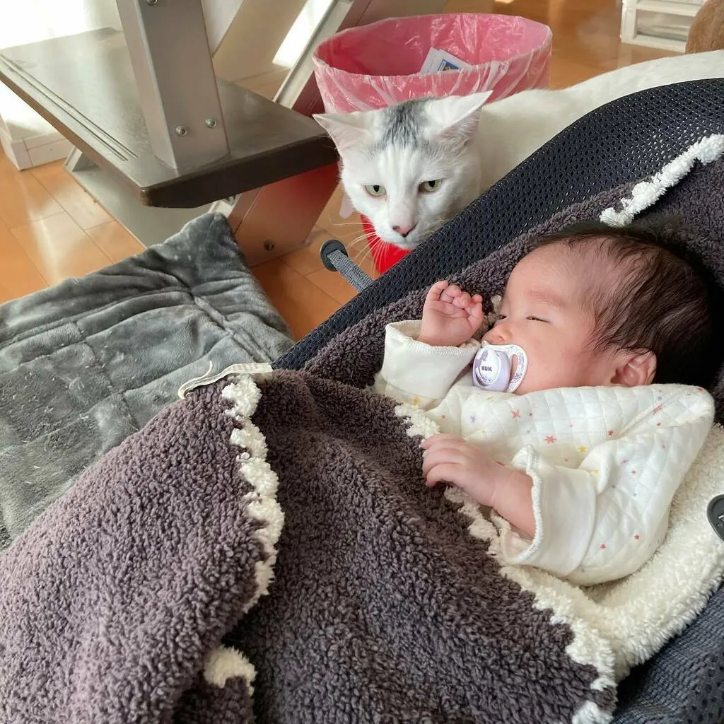 バウンサーの後ろから赤ちゃんの顔をのぞき込むだいごろう