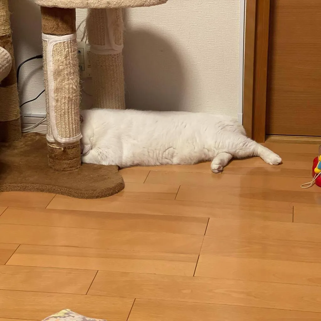 キャットタワーの下で四角く見える姿勢で寝るだいごろう