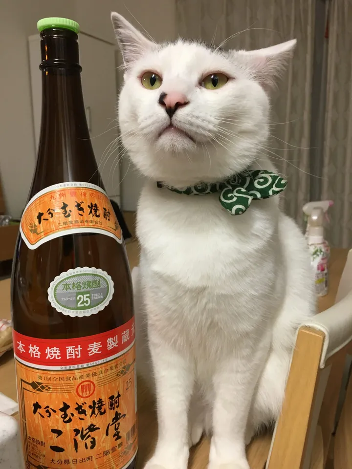 緑色の蝶ネクタイを着けた猫のだいごろう