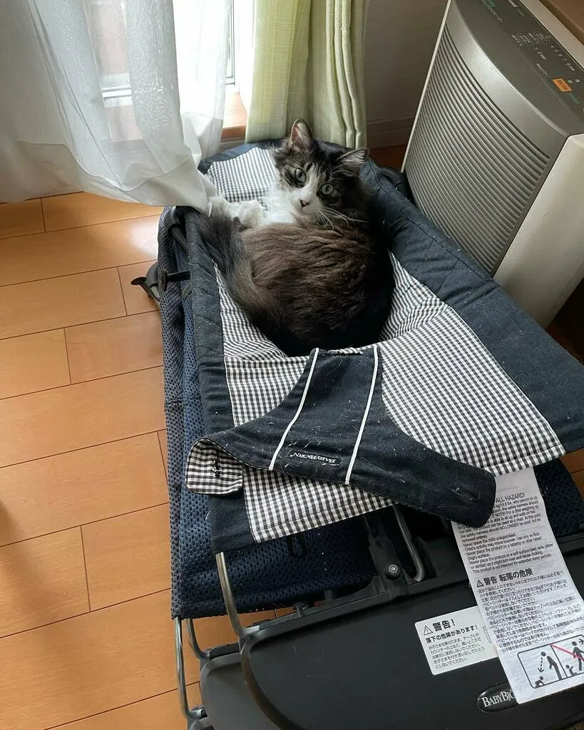 使わなくなったバウンサーの上でくつろぐくるみ