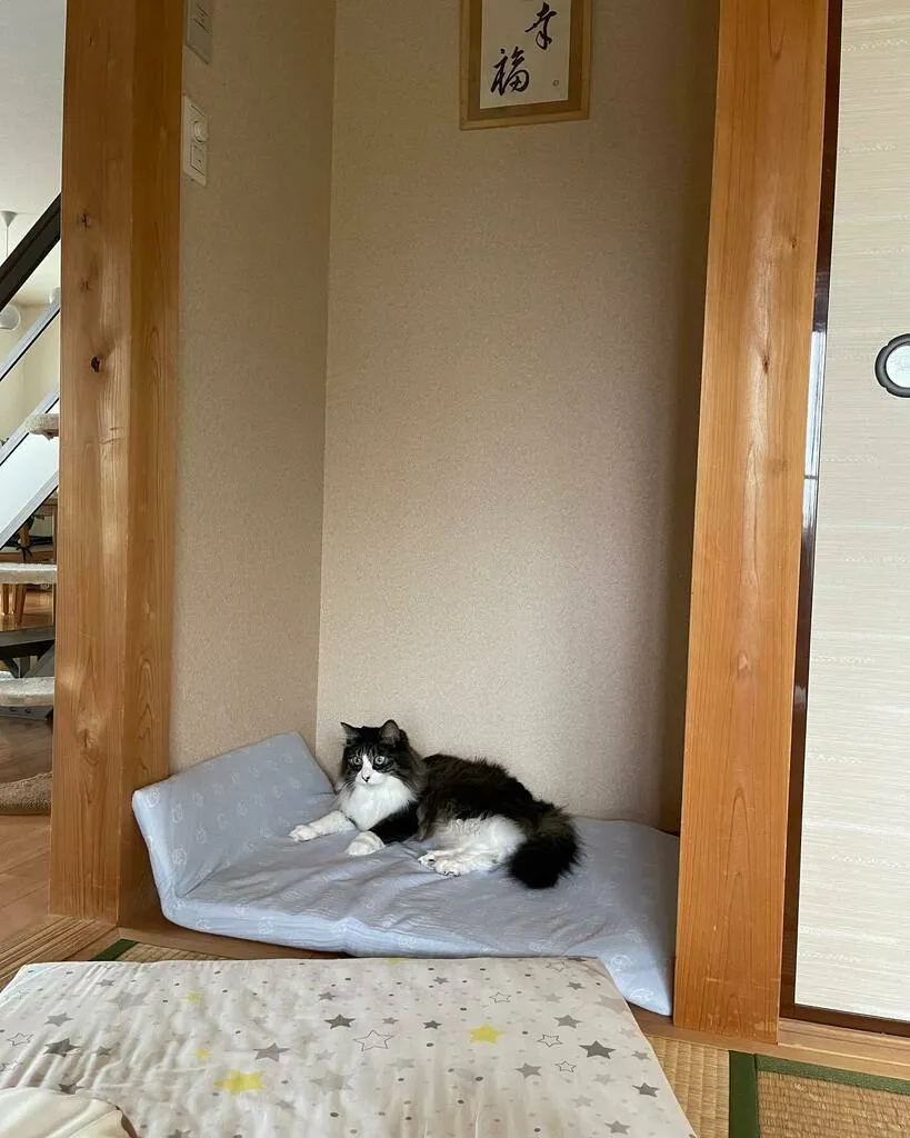 床の間に敷いたクッションの上でくつろぐくるみ