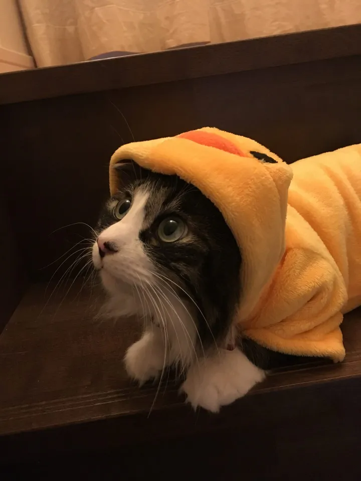 黄色い衣装を着た猫のくるみ