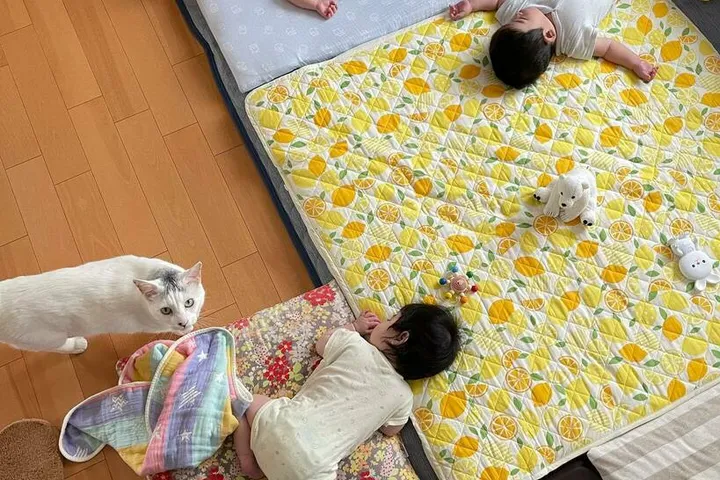 布団で眠る三つ子のそばにいる猫