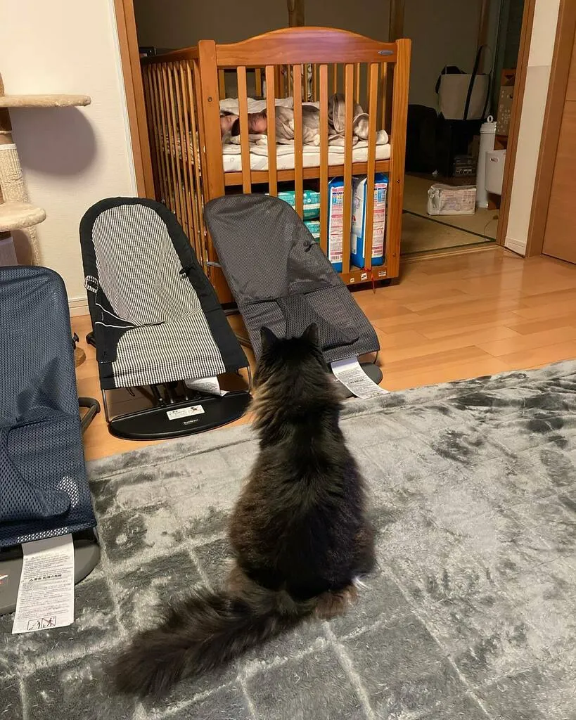 少し離れたラグの上から、三つ子のバウンサーを見つめるくるみ