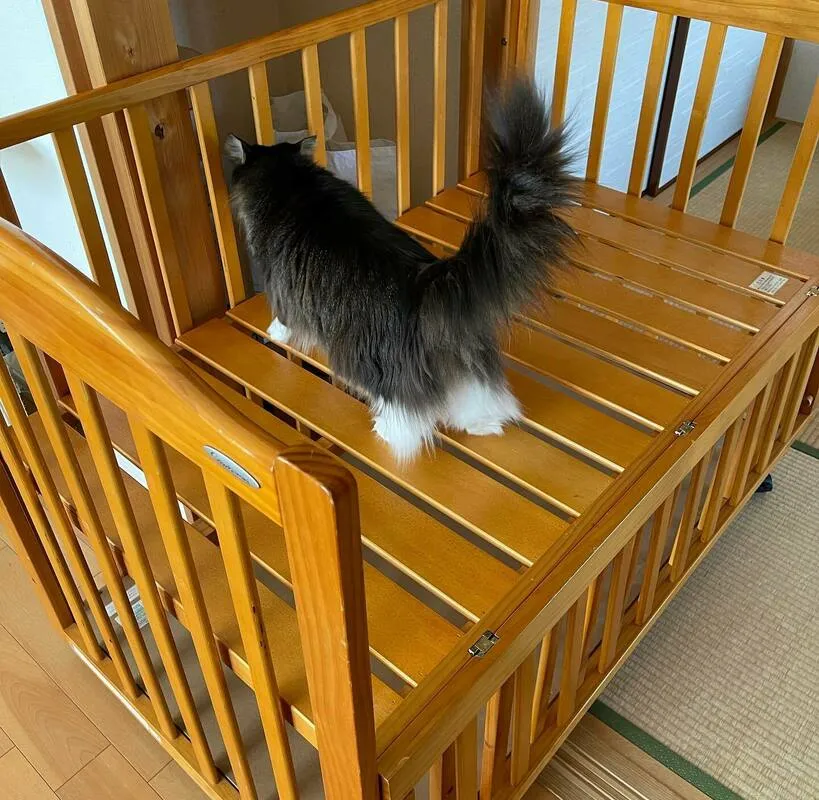 帰宅した三つ子を離れた場所から見守る猫