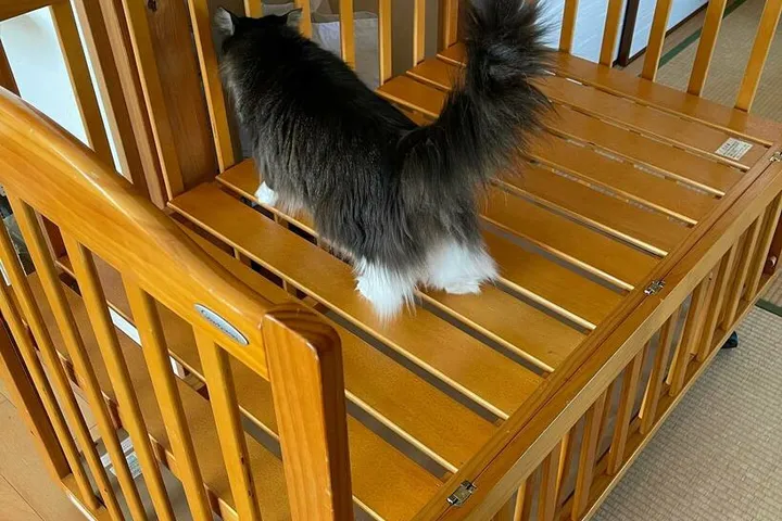 帰宅した三つ子を離れた場所から見守る猫