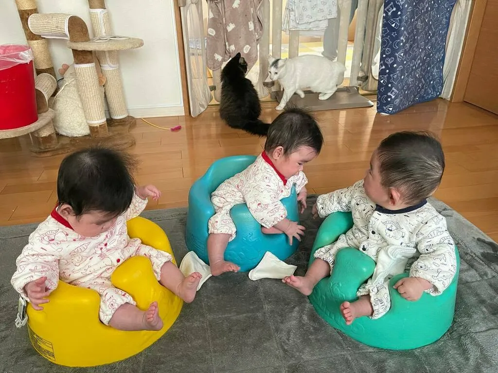 黄色と緑色のバンボに座る三つ子と、後ろにいる猫2匹