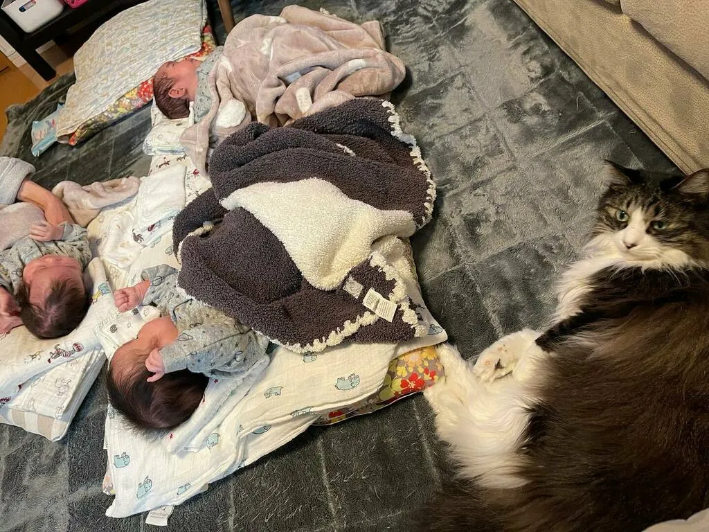 布団に並ぶ三つ子と、その隣で寝そべる猫